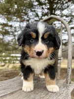 Rio, a male Bernese Mountain Dog for sale in Federalsburg, MD – Photo 1 of 4