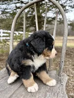 Riggs, a male Bernese Mountain Dog for sale in Federalsburg, MD – Photo 2 of 3