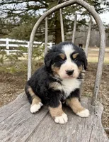Riggs, a male Bernese Mountain Dog for sale in Federalsburg, MD – Photo 3 of 3