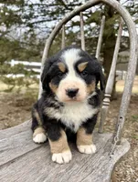 Riggs, a male Bernese Mountain Dog for sale in Federalsburg, MD – Photo 1 of 3