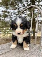 Rivers, a female Bernese Mountain Dog for sale in Federalsburg, MD – Photo 3 of 3