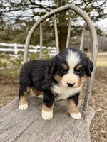 Rivers, a female Bernese Mountain Dog for sale in Federalsburg, MD – Photo 2 of 3