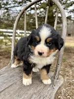 Rivers, a female Bernese Mountain Dog for sale in Federalsburg, MD – Photo 1 of 3