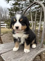 Romey, a female Bernese Mountain Dog for sale in Federalsburg, MD – Photo 2 of 2