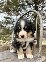 Romey, a female Bernese Mountain Dog for sale in Federalsburg, MD – Photo 1 of 2