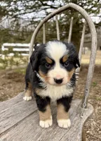 Reese, a female Bernese Mountain Dog for sale in Federalsburg, MD – Photo 2 of 2