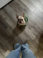Perla, a female French Bulldog for sale in Knoxville, TN – 3 of 6