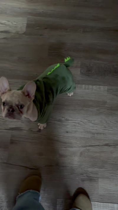 Perla, a female French Bulldog for sale in Knoxville, TN – 6 of 6