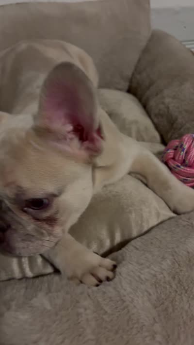 Perla, a female French Bulldog for sale in Knoxville, TN – 5 of 6