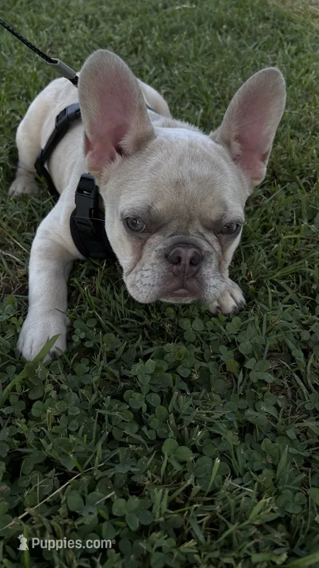 Perla – French Bulldog puppy for sale in Knoxville, TN