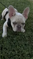 Perla, a female French Bulldog for sale in Knoxville, TN – 1 of 6