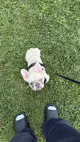 Perla, a female French Bulldog for sale in Knoxville, TN – 4 of 6