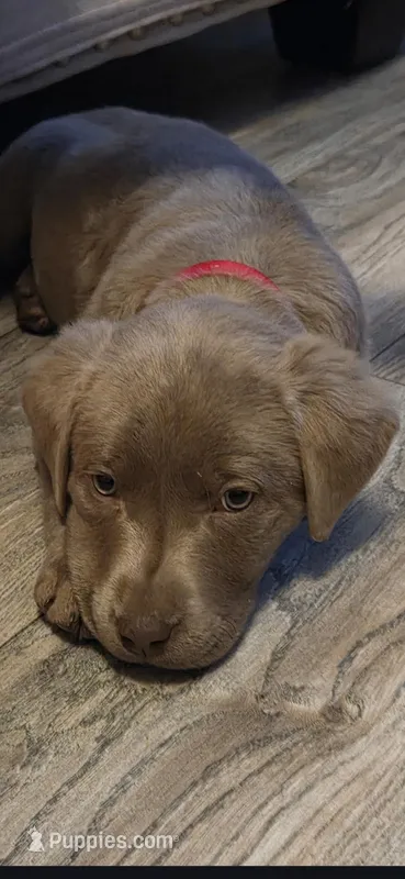 Stormy  – Labrador Retriever puppy for sale in Roselle, NJ