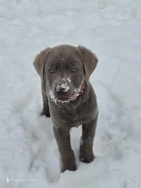 Stormy  – Labrador Retriever puppy for sale in Roselle, NJ