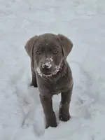 Stormy , a female Labrador Retriever for sale in Roselle, NJ – Photo 2 of 3