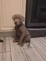 Stormy , a female Labrador Retriever for sale in Roselle, NJ – Photo 3 of 3