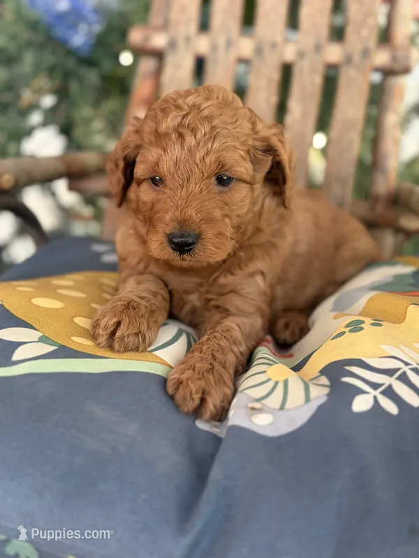 Titan  – Miniature Goldendoodle puppy for sale in Celina, TN