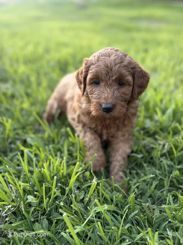 Lilac – Miniature Goldendoodle puppy for sale in Celina, TN