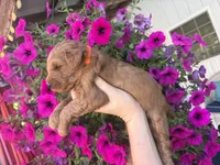 Titan , a male Miniature Goldendoodle for sale in Celina, TN – 6 of 8