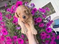 Big Red , a male Miniature Goldendoodle for sale in Celina, TN – 2 of 6