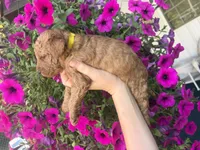 Buttercup, a female Miniature Goldendoodle for sale in Celina, TN – 5 of 10