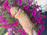 Lavender , a female Miniature Goldendoodle for sale in Celina, TN – 7 of 9