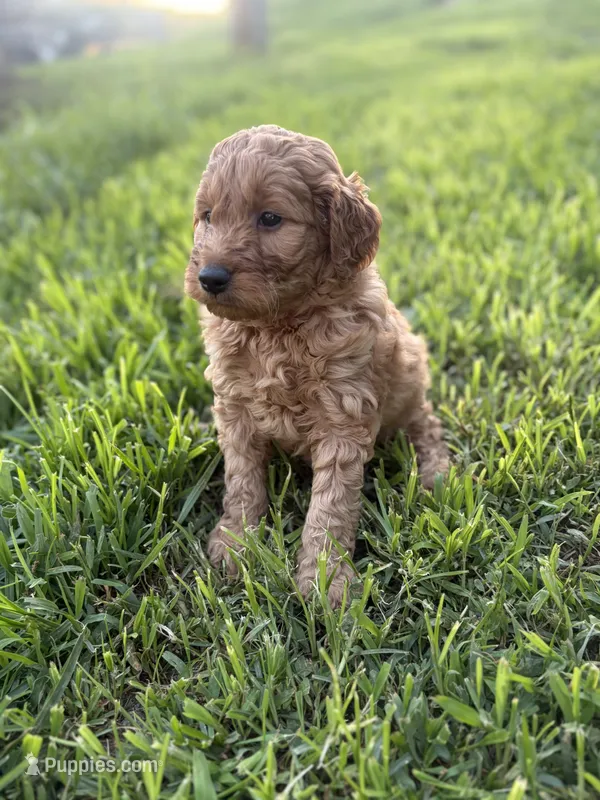Big Red  – Miniature Goldendoodle puppy for sale in Celina, TN