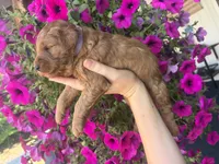 Lilac, a female Miniature Goldendoodle for sale in Celina, TN – 6 of 10