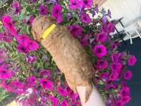 Buttercup, a female Miniature Goldendoodle for sale in Celina, TN – 6 of 10