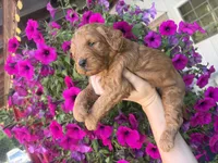 Tillie , a female Miniature Goldendoodle for sale in Celina, TN – 1 of 7