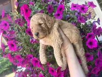 Lavender , a female Miniature Goldendoodle for sale in Celina, TN – 3 of 9