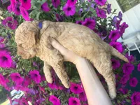 Lavender , a female Miniature Goldendoodle for sale in Celina, TN – 5 of 9