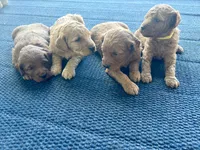 Tillie , a female Miniature Goldendoodle for sale in Celina, TN – 6 of 7
