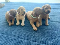 Buttercup, a female Miniature Goldendoodle for sale in Celina, TN – 8 of 10