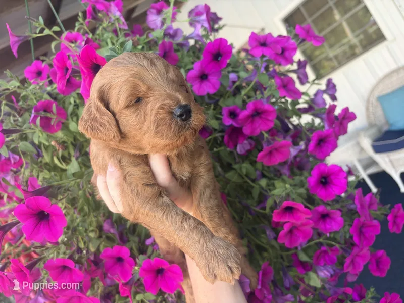 Kent  – Miniature Goldendoodle puppy on hold in Celina, TN