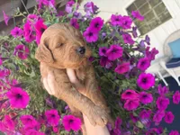 Kent , a male Miniature Goldendoodle for sale in Celina, TN – 1 of 5