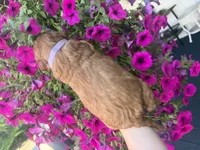 Lilac, a female Miniature Goldendoodle for sale in Celina, TN – 5 of 10