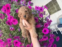 Buttercup, a female Miniature Goldendoodle for sale in Celina, TN – 2 of 10