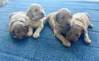Buttercup, a female Miniature Goldendoodle for sale in Celina, TN – 7 of 10