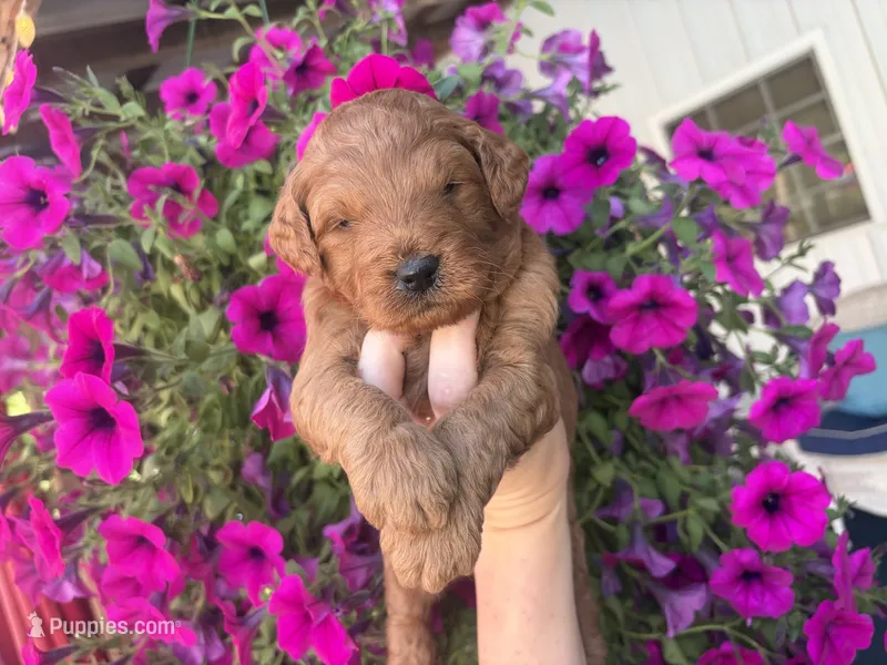 Titan  – Miniature Goldendoodle puppy for sale in Celina, TN