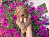 Titan , a male Miniature Goldendoodle for sale in Celina, TN – 1 of 8