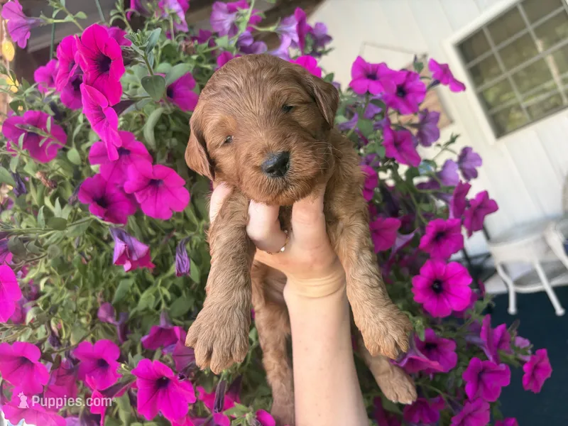 Lilac – Miniature Goldendoodle puppy for sale in Celina, TN