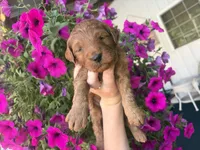 Lilac, a female Miniature Goldendoodle for sale in Celina, TN – 1 of 10