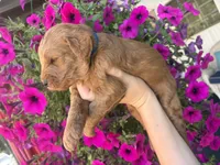 Kent , a male Miniature Goldendoodle for sale in Celina, TN – 2 of 5