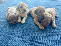 Lilac, a female Miniature Goldendoodle for sale in Celina, TN – 8 of 10