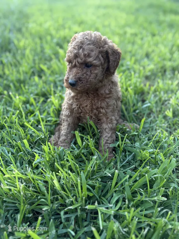 Buttercup – Miniature Goldendoodle puppy for sale in Celina, TN