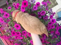 Big Red , a male Miniature Goldendoodle for sale in Celina, TN – 5 of 6