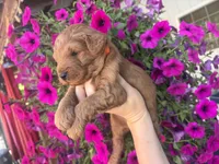 Titan , a male Miniature Goldendoodle for sale in Celina, TN – 2 of 8