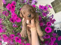 Lilac, a female Miniature Goldendoodle for sale in Celina, TN – 3 of 10