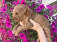 Titan , a male Miniature Goldendoodle for sale in Celina, TN – 4 of 8